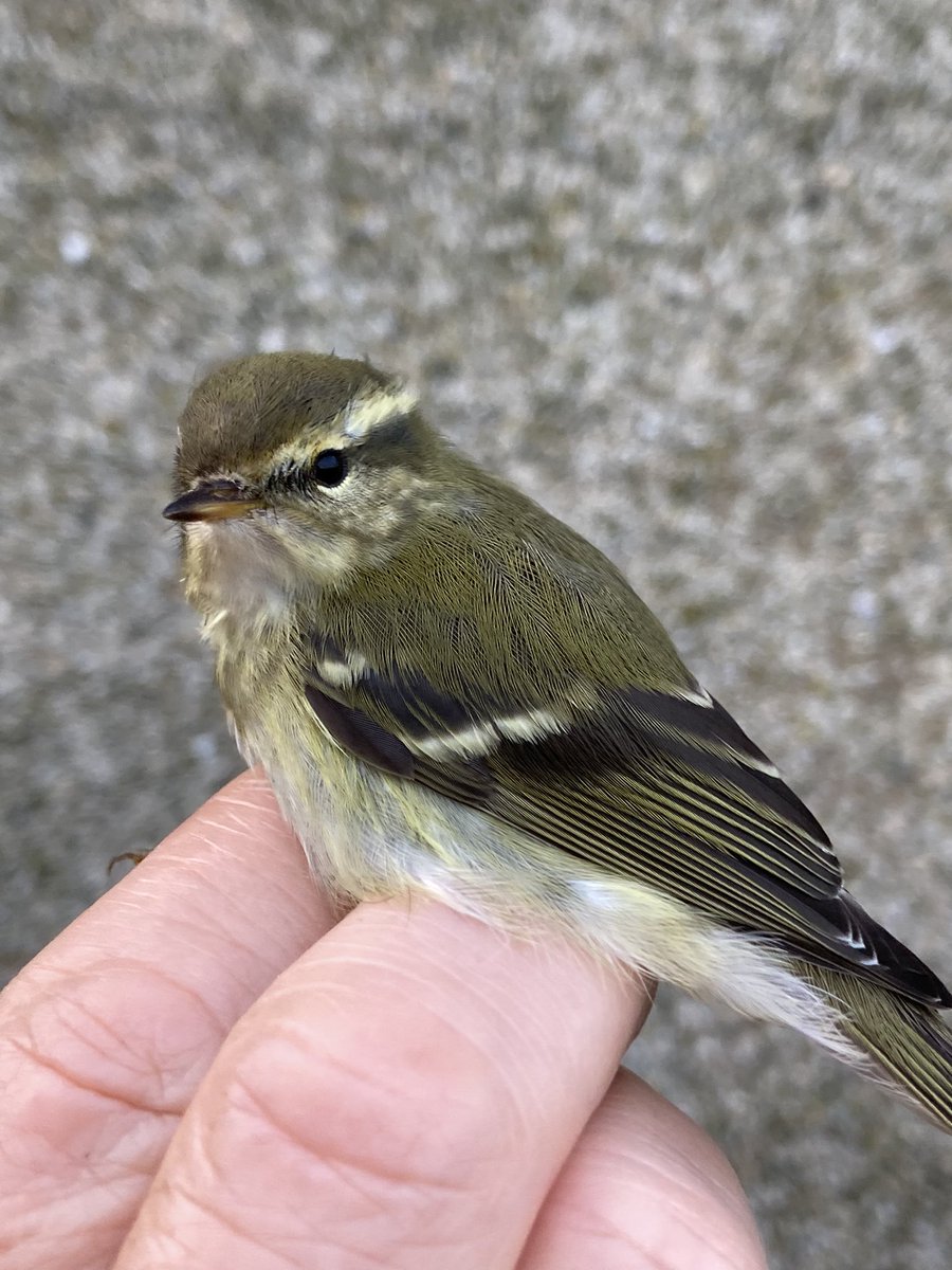 Sophie Edwards tweet media