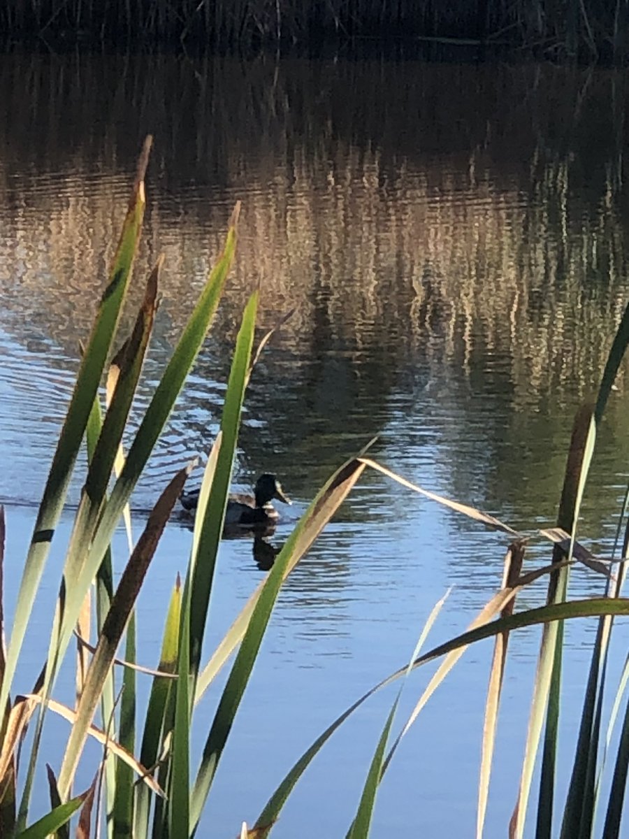 Little cat with grade 4/5. They had a blast. More pictures to come