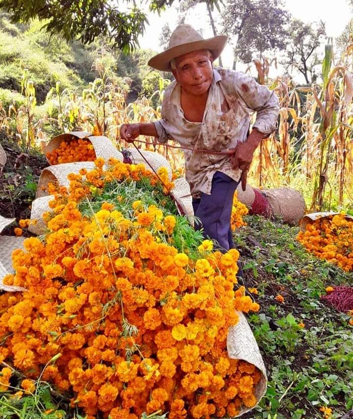 maki_ave's tweet photo. Compremos flores en los mercados , el proceso de traslado para los campesinos no es fácil , apoyemos a la economía de nuestros pueblos , vivamos las fiestas con flores Oaxaqueñas ! https://t.co/WuWIamMlZM