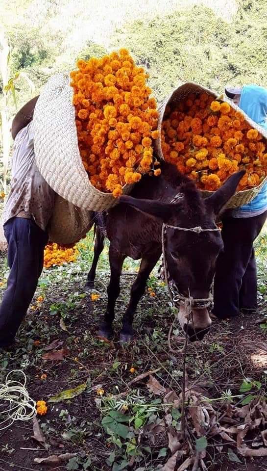 maki_ave's tweet photo. Compremos flores en los mercados , el proceso de traslado para los campesinos no es fácil , apoyemos a la economía de nuestros pueblos , vivamos las fiestas con flores Oaxaqueñas ! https://t.co/WuWIamMlZM