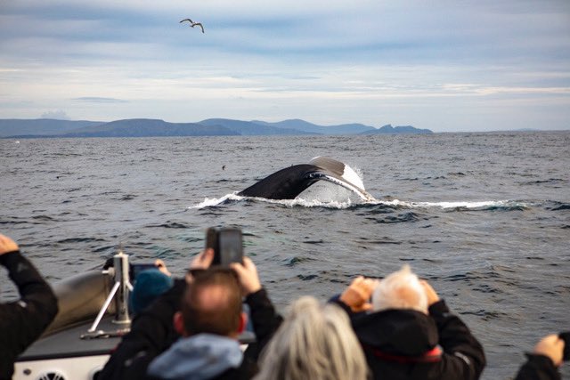 Dingle_Bay's tweet photo. As our 2021 season comes to an end, we would like to thank you all for your support throughout the season. 
We were blessed to see so much wildlife in the bay this summer on all our different boat experiences ⛴
Hope to see you all again for the 2022 season 😊🐬🐋 https://t.co/pxsBTPKkZr