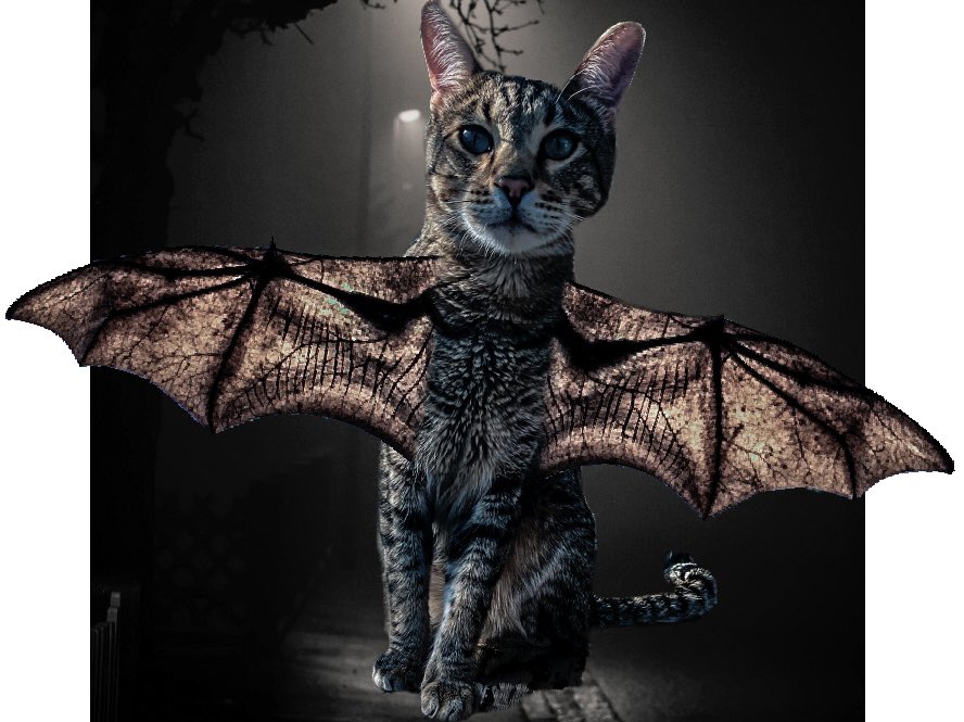 by_sasabo's tweet photo. Keep calm iβm a bat today πΌ π¦
.
.
.
.
.
.
.
.
#simba_savannah #simba #savannah #savannahcat #savannahkatze #catoftheday #bat #cat #fledermaus #gattogram #gattotigrato #bysasabo #fledermaus #funnycat #halloweencostume #lustigesbild #photoshop #catoftoday #katzedestages #lustig https://t.co/ndqlx6WHWh