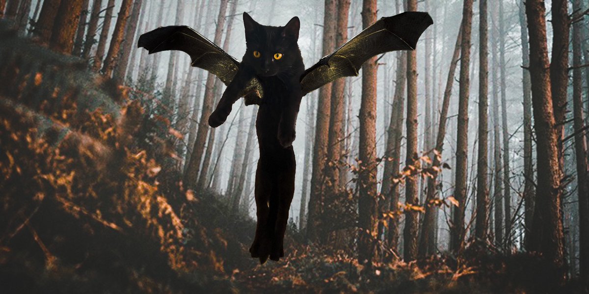 by_sasabo's tweet photo. Eat, drink and be scary πΈπ¦
.
.
.
.
.
.
.
.
.
#flash #flash_blacktabby #halloween #bat #kitten #fledermaus #catlover #halloweencostumes #gattonero #blackcat #ghosttabby #bysasabo #catoftheday
#fledermaus #lustigesbild #katzenfoto #photoshop #catoftoday #katzedestages #lustig https://t.co/YhmjlzLhVt