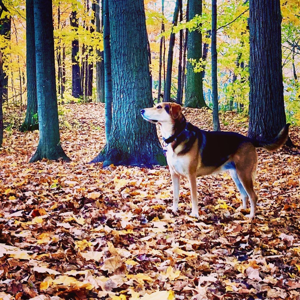 geekchef's tweet photo. #happyhalloween from the #majestic #beast :-)
#fall #falllight #hound #hounddog #outaouais #dog #rescuedog #rescuedismyfavoritebreed #aylmer #aylmerquebec #gatineau #ottawa #shareyourweather #stormhour #nature #igersottawa #sundayfunday #sundayvibes #chien #chienheureux https://t.co/dGHO4VNv1E