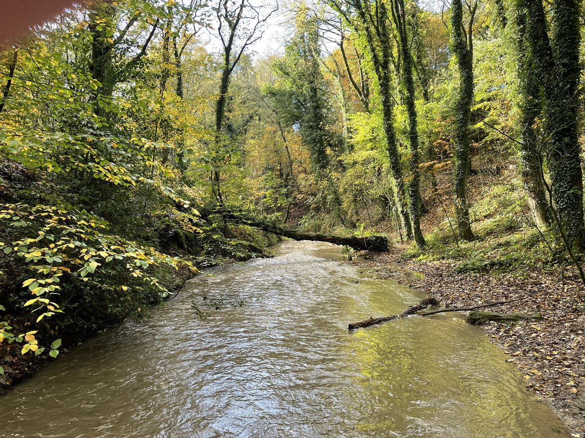chambsesf's tweet image. Sunday morning stroll through Borsdane Woods #DJIpocket