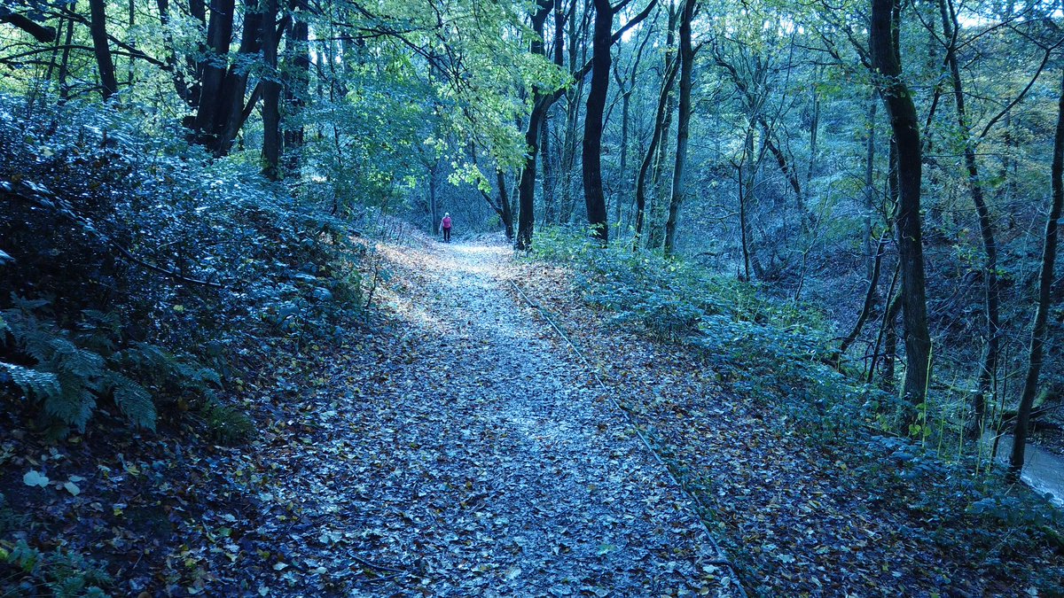chambsesf's tweet image. Sunday morning stroll through Borsdane Woods #DJIpocket