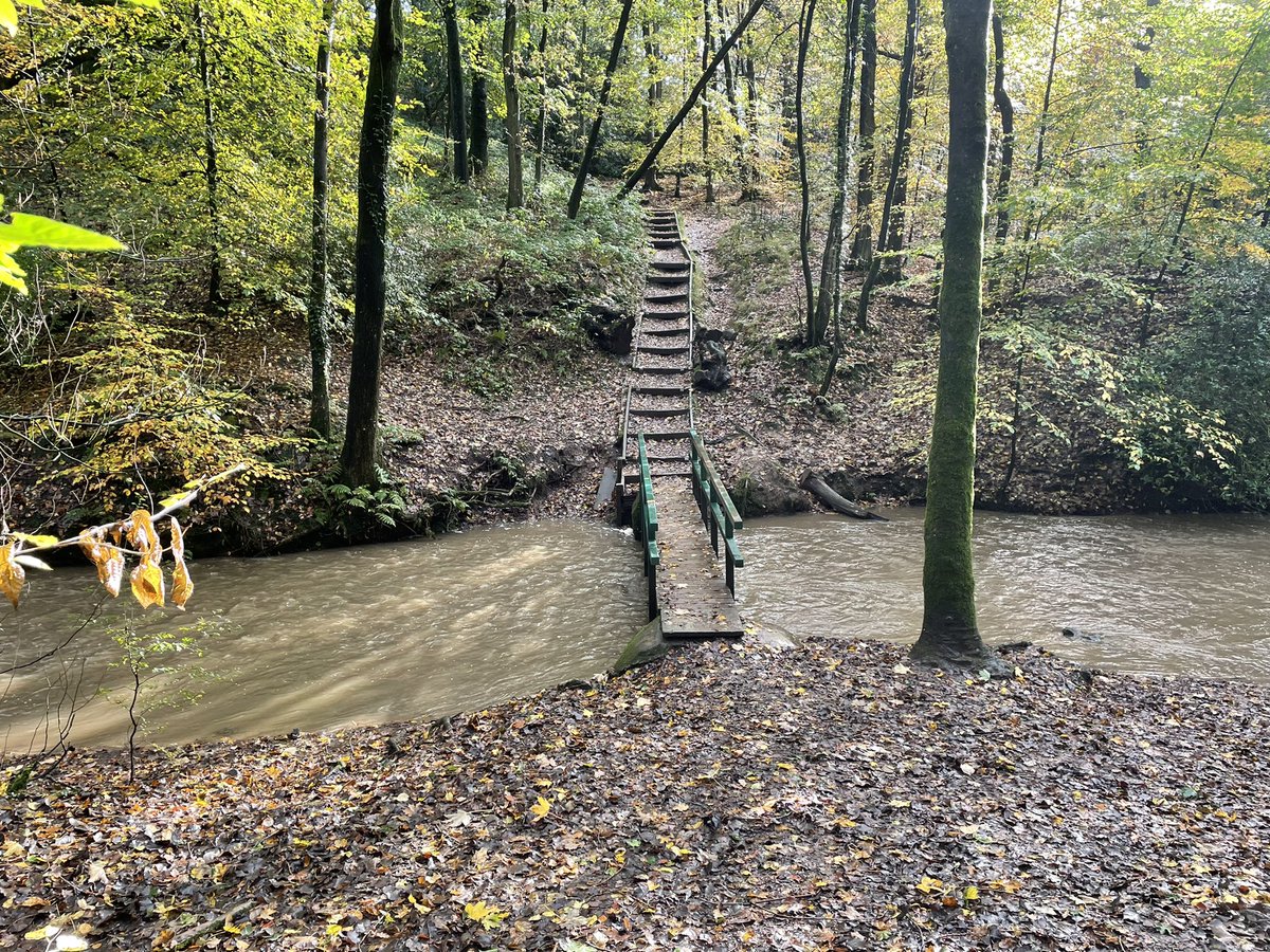 chambsesf's tweet image. Sunday morning stroll through Borsdane Woods #DJIpocket