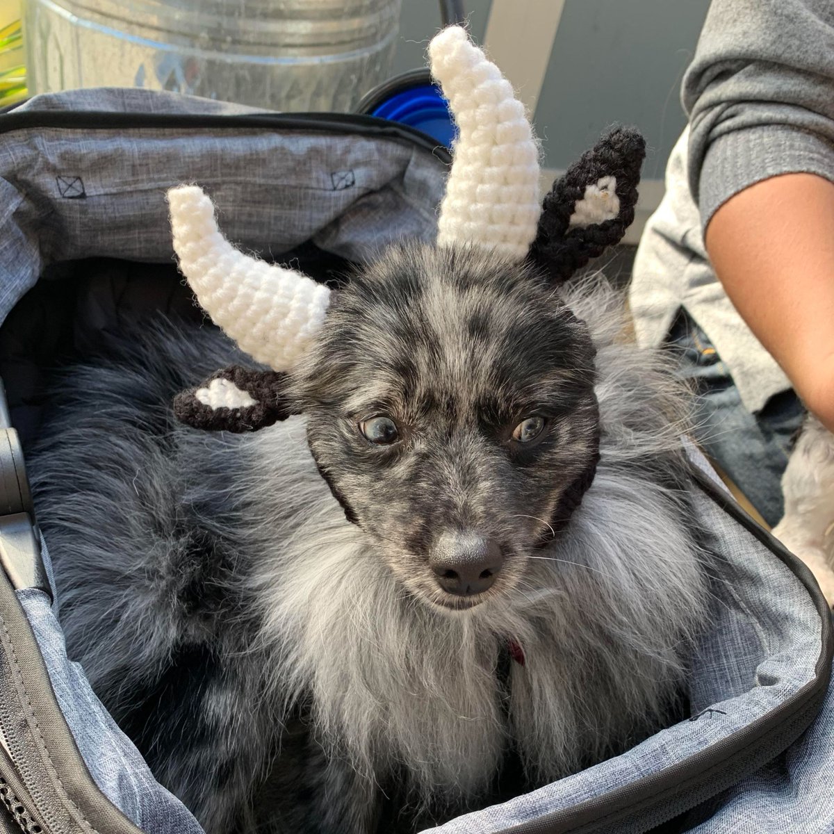 bmorehumane's tweet photo. THANK YOU to #thechoptank Baltimore for partnering with #BaltimoreHumane & #TitosVodka to help the animals! #HappyHalloween! Stay safe out there! Keep your pets safe with these tips! https://t.co/681bwKHMB6 #HalloweenPetSafety #TrickorTreat https://t.co/gLLAFESDh2