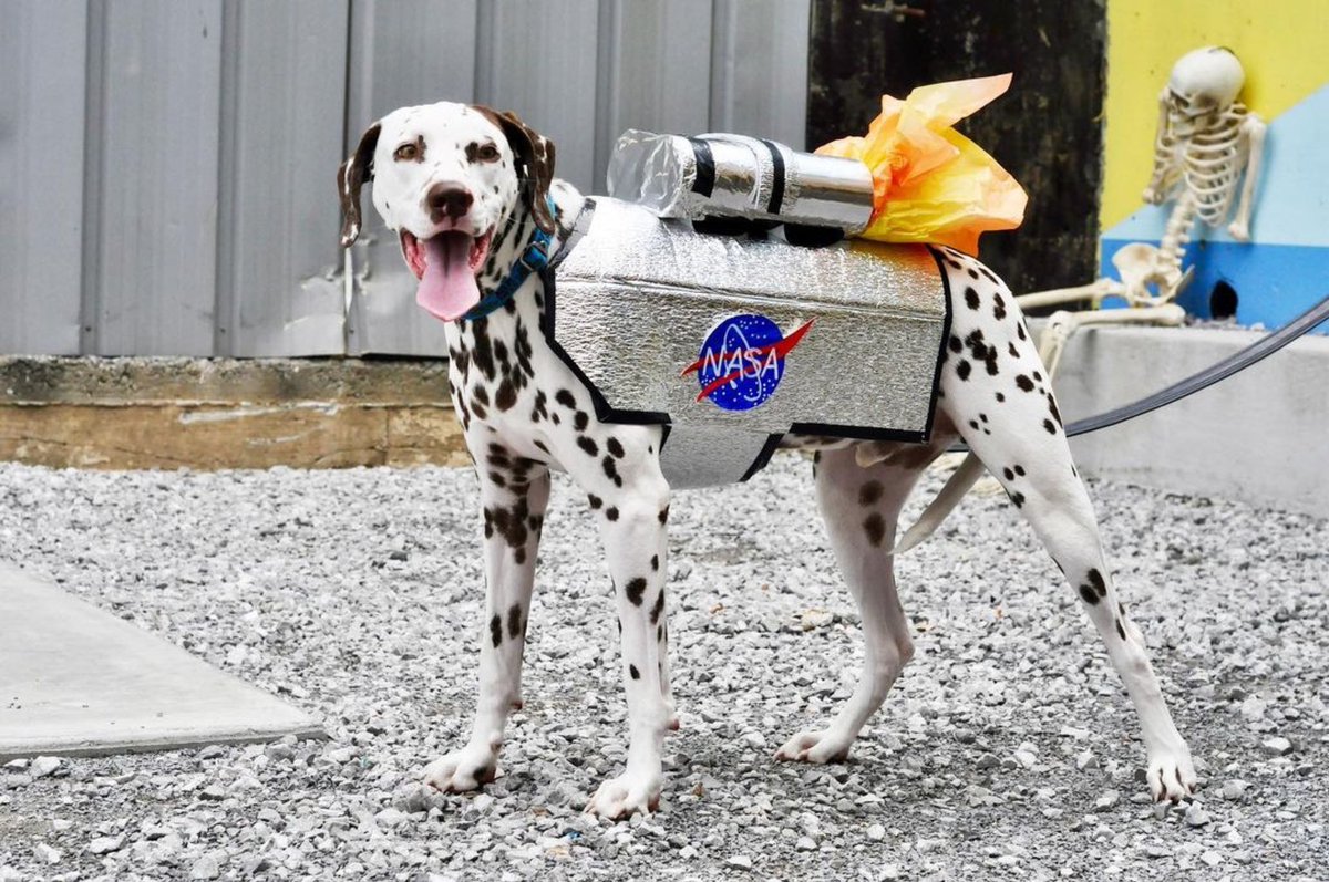 BarJackalope's tweet photo. Today’s the day! 🐶 Bring your pups down to the Ranch for the Legendary Dog Costume Contest hosted by @JackalopeBrew &amp; @AgapeRescue! Judging starts at 3pm. @SteamingGoat is serving tasty sandwiches 12-5pm &amp; @KingofPopsNASH will have pops 2-4pm! 😋

#LegendaryDog #DogsofNashville https://t.co/Vkgy6hoY39