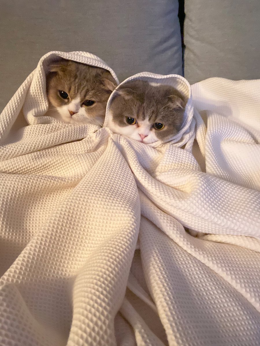 meawgoh's tweet photo. Peekaboo 👻👻 https://t.co/UyLDLzCDIN