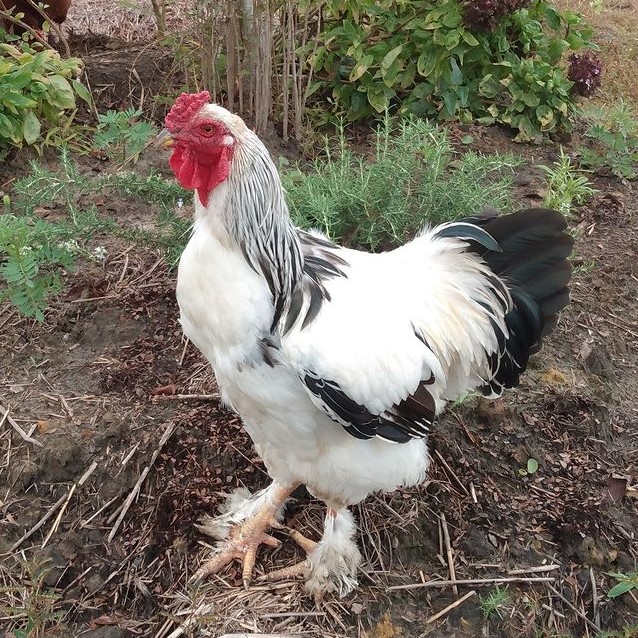 johnny_organic's tweet photo. In an effort to not be outdone, our Sussex coworker also took a break from foraging Cardinal basil to pose for Niki's camera. Nutritionally-dense basil makes a great supplement to organic chicken feed, and its pest repellent qualities help keep our flock parasite free! https://t.co/tLROW3qWfu