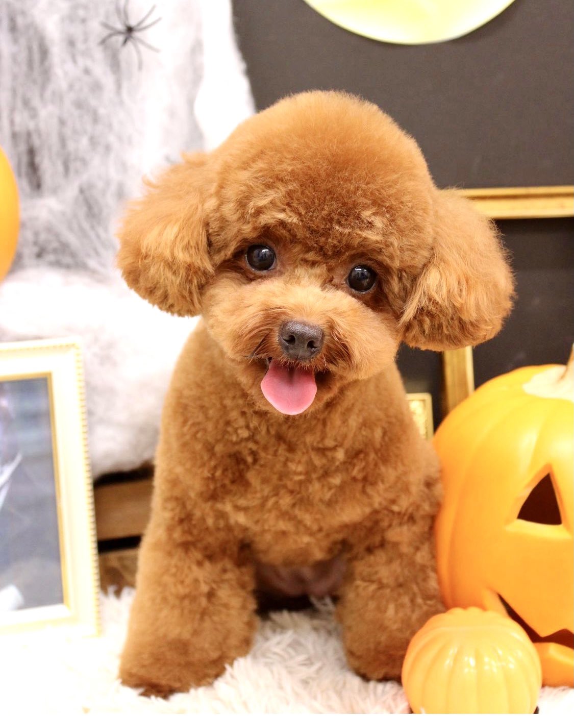 ふわふわ犬 Twitter Search Twitter