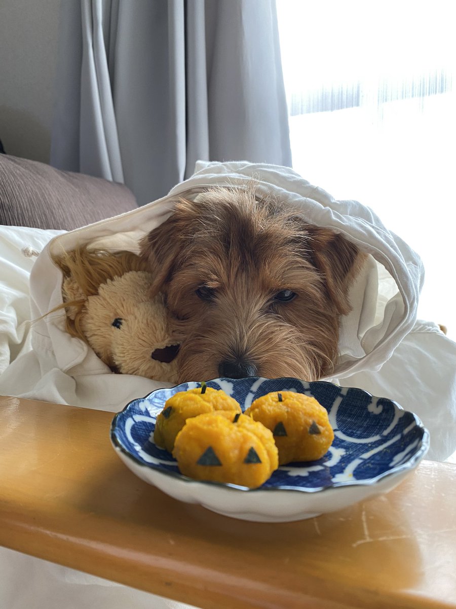 Millenosuke's tweet image. Spooky Halloween Tea Party at home🎃👻🦁🐶👻🎃
🎃Happy Halloween🎃
#Halloween #dog #norfolkterrier #home
