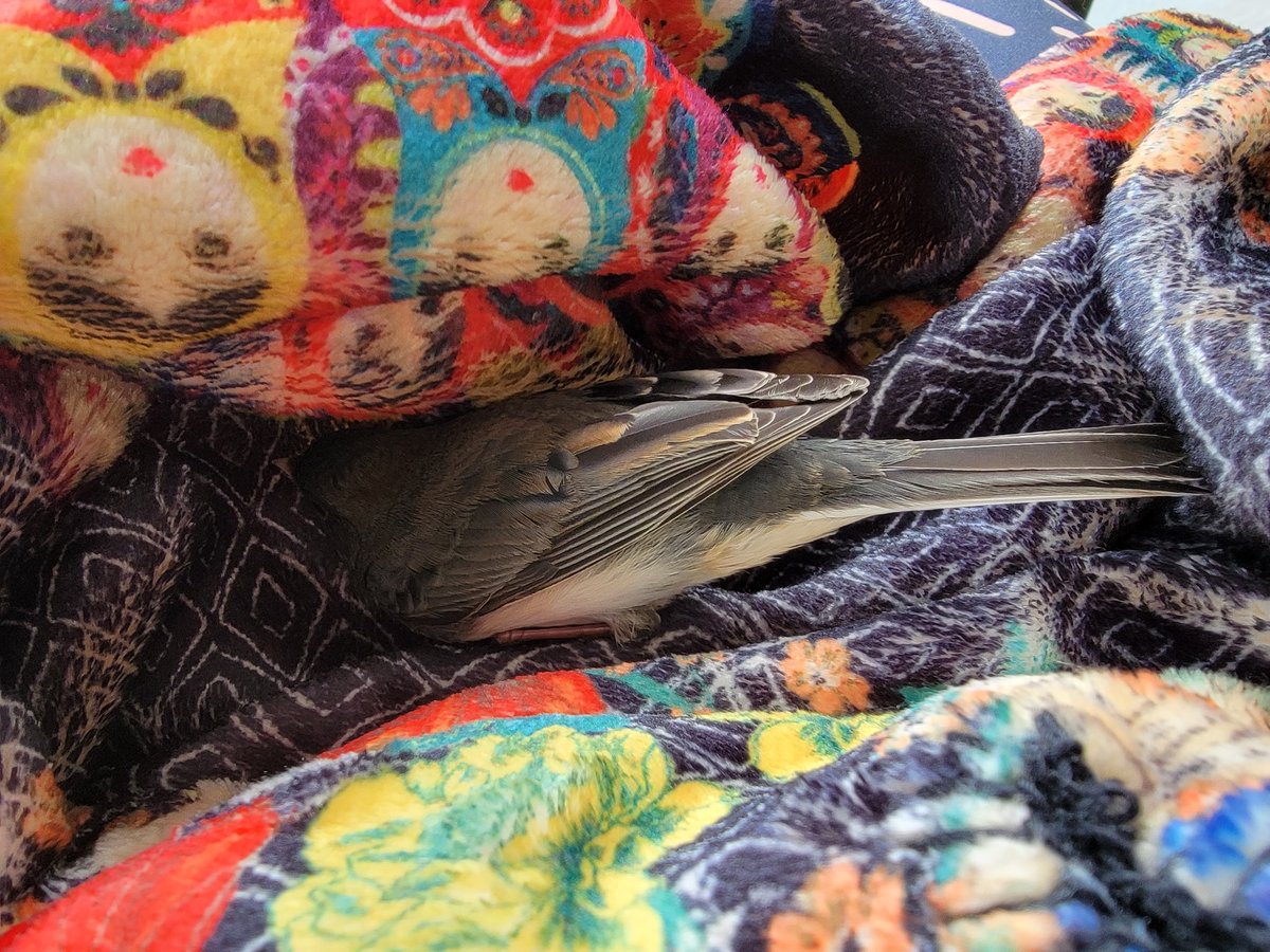 AcidSullivan's tweet photo. Little fellow ran into the glass & got discombobulated. Resting here in my lap then back to nature.
resting blanket by #johnnywas... a good man #freespeechkat https://t.co/cXCZKB0bfT