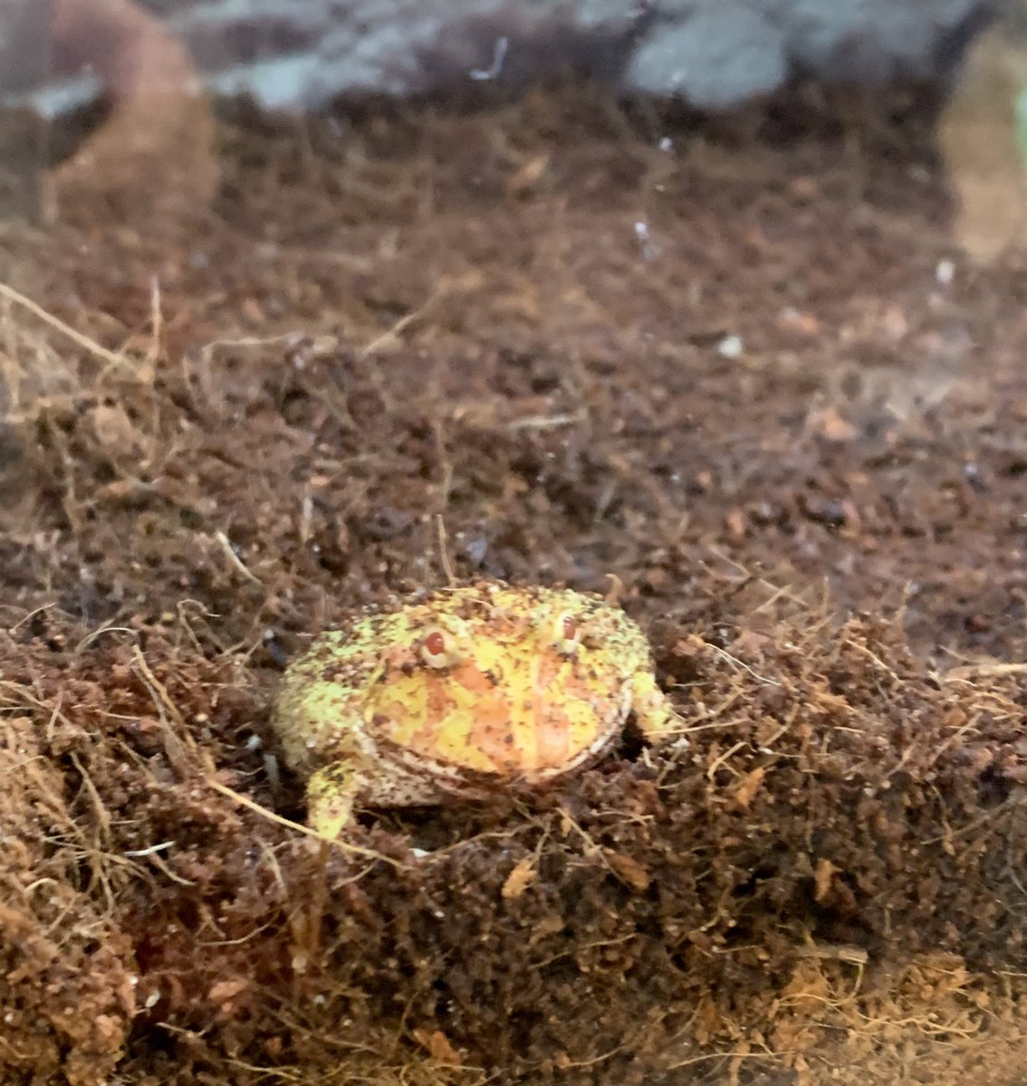 boburbeep's tweet photo. i feel like absolute fucking dog shit but i hope yall are doing well

heres a frog that i saw at petco the other day https://t.co/AP0xFIr7qW