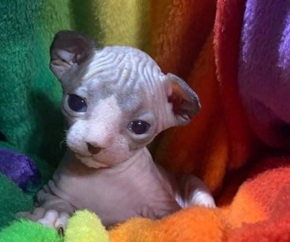 Caektoppre's tweet photo. My baby is growing 😫🤲❤ https://t.co/PesTTOyRgh