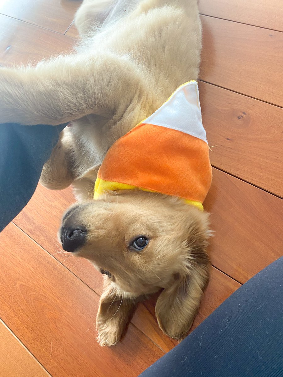 lngoldstein's tweet photo. Happy Halloween from Maggie 🎃👻 https://t.co/DCkwTzJ2ko