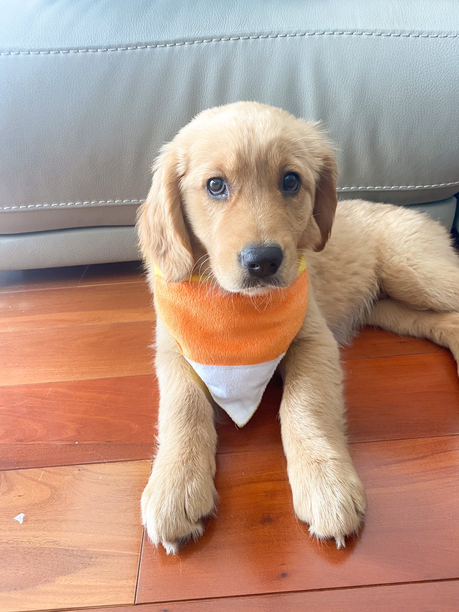lngoldstein's tweet photo. Happy Halloween from Maggie 🎃👻 https://t.co/DCkwTzJ2ko