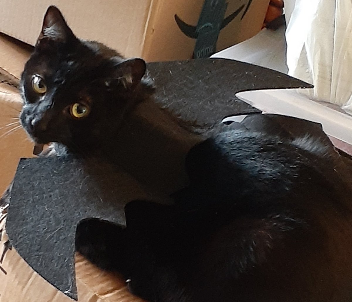 PurcellAnimals's tweet photo. The Purcell House wishes Lulu, our beautiful house panther, and Loki, our youngest ball python, 

A VERY HAPPY BIRTHDAY 🥳🎉

They are both one today!!

#Caturday 
#CatsOfTwitter 
#cat https://t.co/Yt0hQ2XxaU