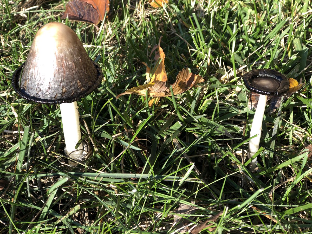 JanyceHamilton's tweet photo. Awkward moment: picking mushrooms on a mushroom hunting class walk. Another student looks in your basket, shakes their head. “Bad example specimen collection day eh?” https://t.co/7DqFrxsZtN