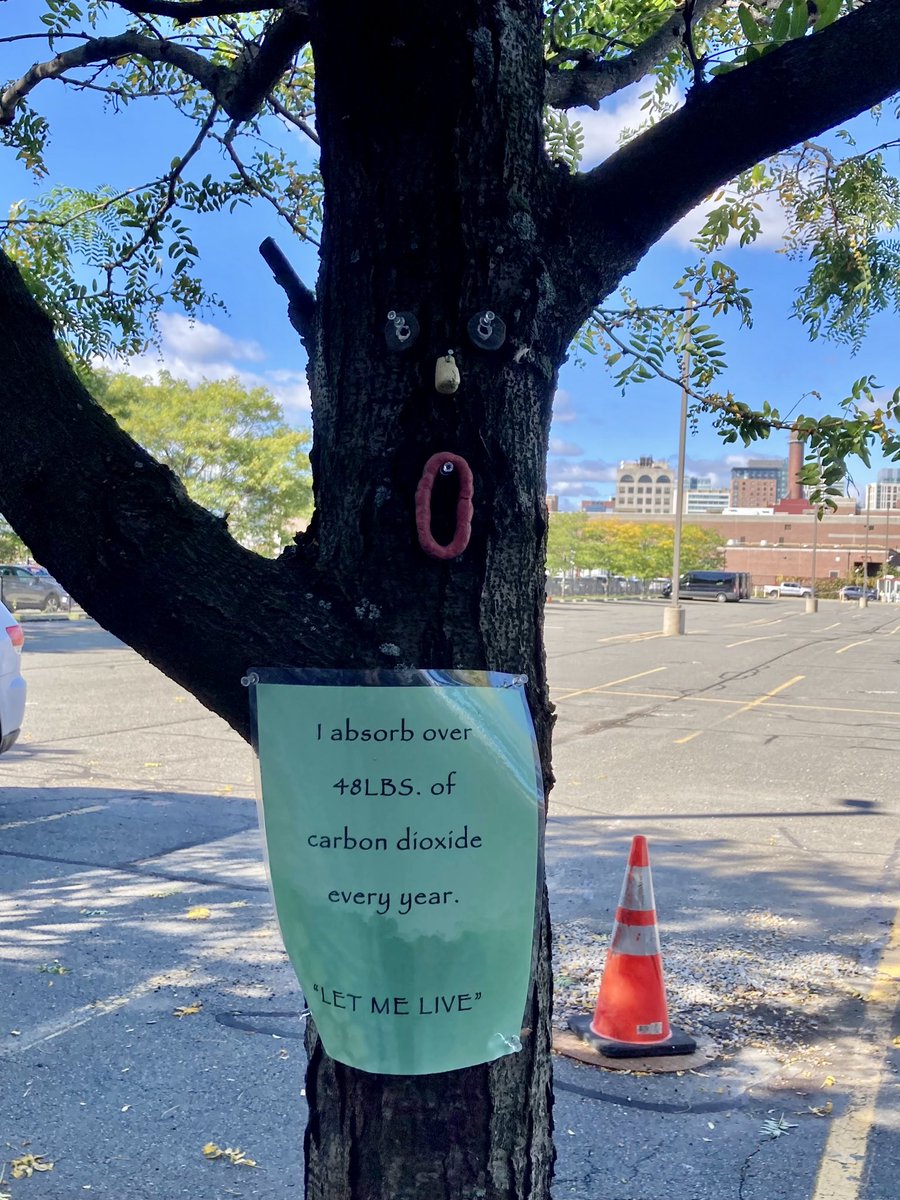 Happy #halloween2021 from the trees along 244-284 A St #FortPoint.  PSA: #LetMeLive I am good at fighting #ClimateChange & reducing #heatIslands.