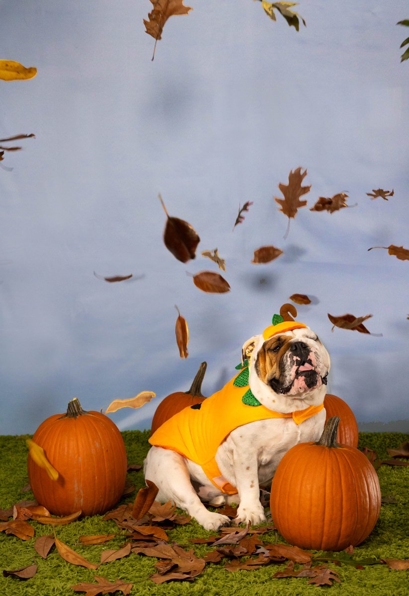 GeorgetownJack's tweet image. Halloween might only come around once a year, but we&apos;ve got a Jack for all seasons! Happy Halloween! 👻🎃