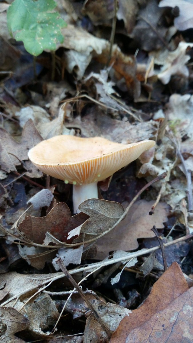 LX8111's tweet photo. #Eichenmilchling #LactariusQuietus #OakMilkcap #Pilze #Mushroom #Fungi https://t.co/1YzulHAzFq
