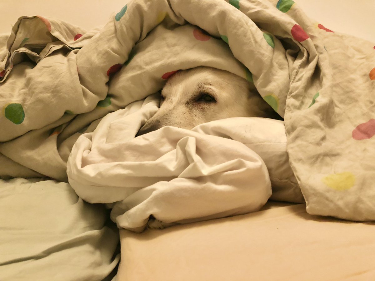 bootsmannthedog's tweet photo. It’s one of these days. #letmerest #dogsoftwitter https://t.co/tnCOzqwSO7