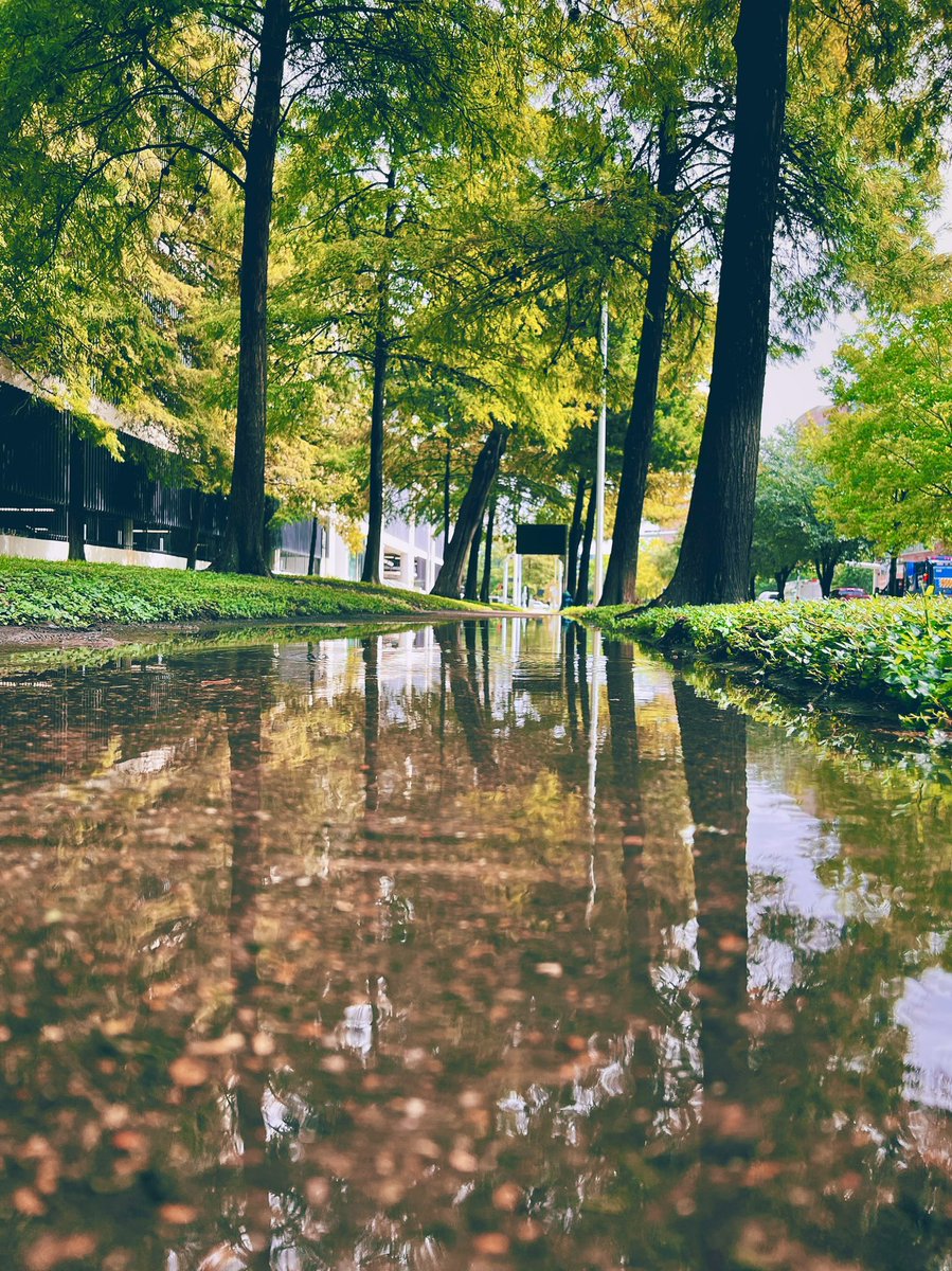 RizwanSohailMD's tweet image. After the last rainfall #puddlegram
#ShotoniPhone @BCMIDFellowship @bcmhouston