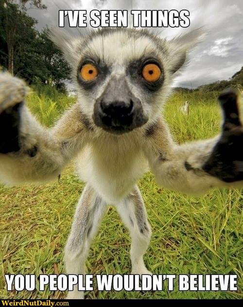 im_silverfox's tweet photo. #Recyced #memes Are we all enjoying those memes we all posted 7 or 8 years ago popping up again and again? Especially with the tag line "Don't say we didn't try to warn you !" https://t.co/pALAcPLmG6