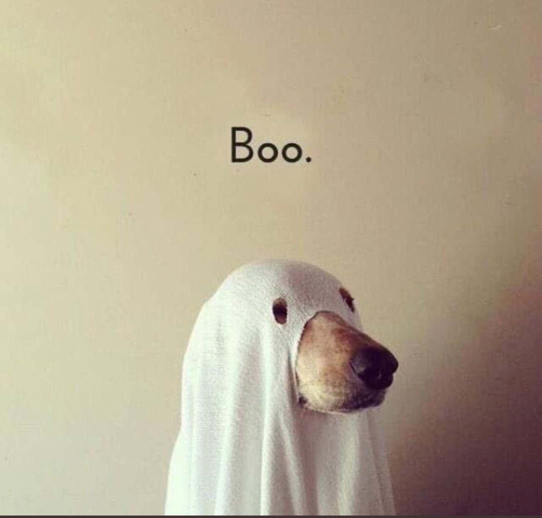 THYLIALUCIO's tweet photo. 👻 Happy Halloween🎃 
All Hallows' Eve 👻
Feliz Dia Das Bruxas 🧙‍♀️🧹
Qual será a fantasia de hoje?!🎭 #boo #halloween2021 https://t.co/1cOBoIPaqb