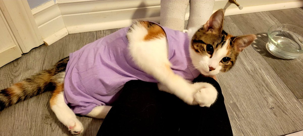 SueBrigham2's tweet photo. This Halloween I'm going as a sleep-deprived fleece PJ-clad mum of a cat who just got spayed. The cat will look the part of a patient. #HappyHalloween2021
#CatsOfTwitter
#Sleepy
#lackingcreativity https://t.co/bP4jJPxwFT