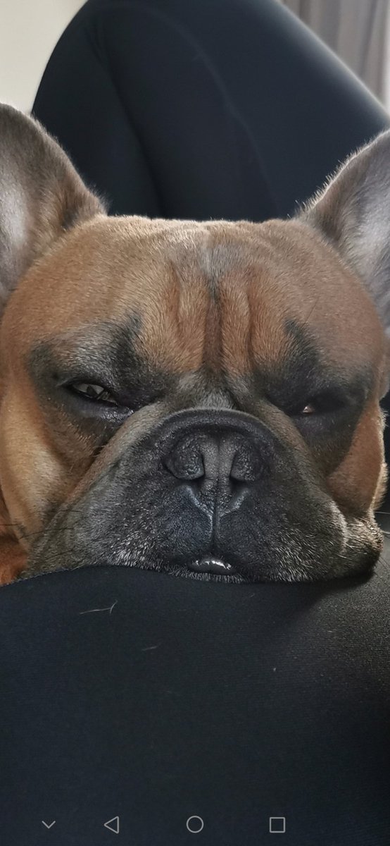 darrennorton60's tweet photo. That is one Comfy #FrenchBulldog #Forbiddensofa #DogLife https://t.co/zpnQbxg1Tr