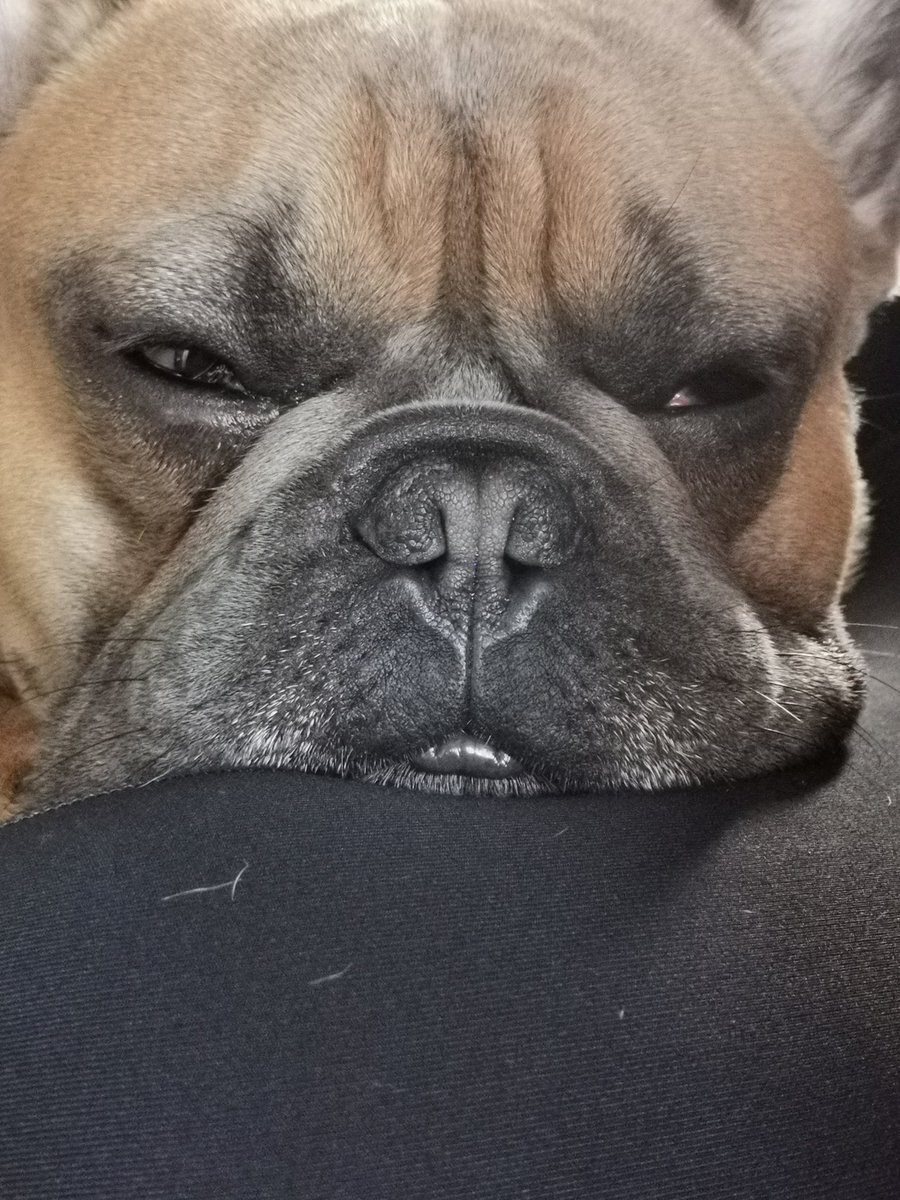darrennorton60's tweet photo. That is one Comfy #FrenchBulldog #Forbiddensofa #DogLife https://t.co/zpnQbxg1Tr