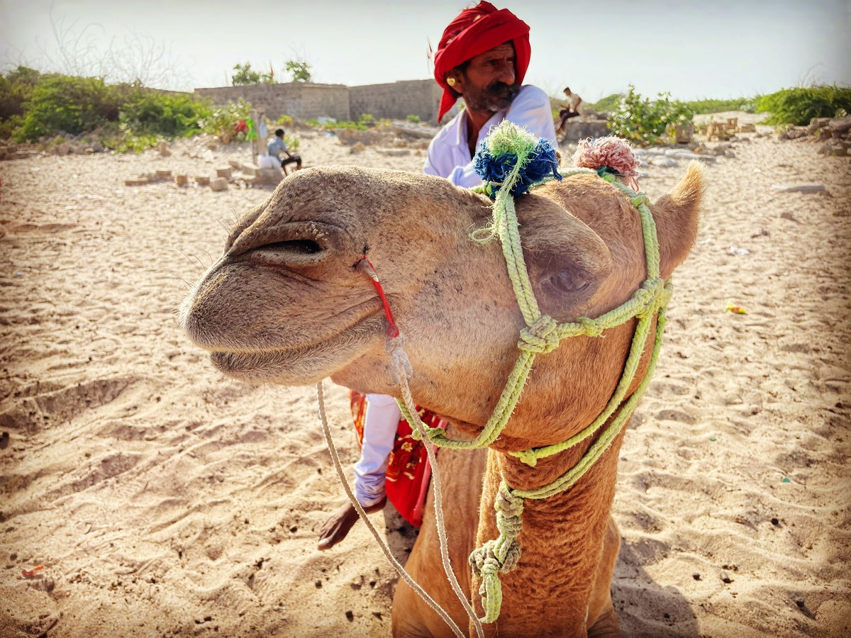 TravelerMad's tweet photo. Camel ride #travelphotography #travel #nature #photography #travelphotography #love #photooftheday #travelgram #picoftheday #photo #beautiful #art #like #naturephotography #wanderlust #adventure #summer #twitter #follow #travelblogger #landscape #happy https://t.co/HpZxWwGinV