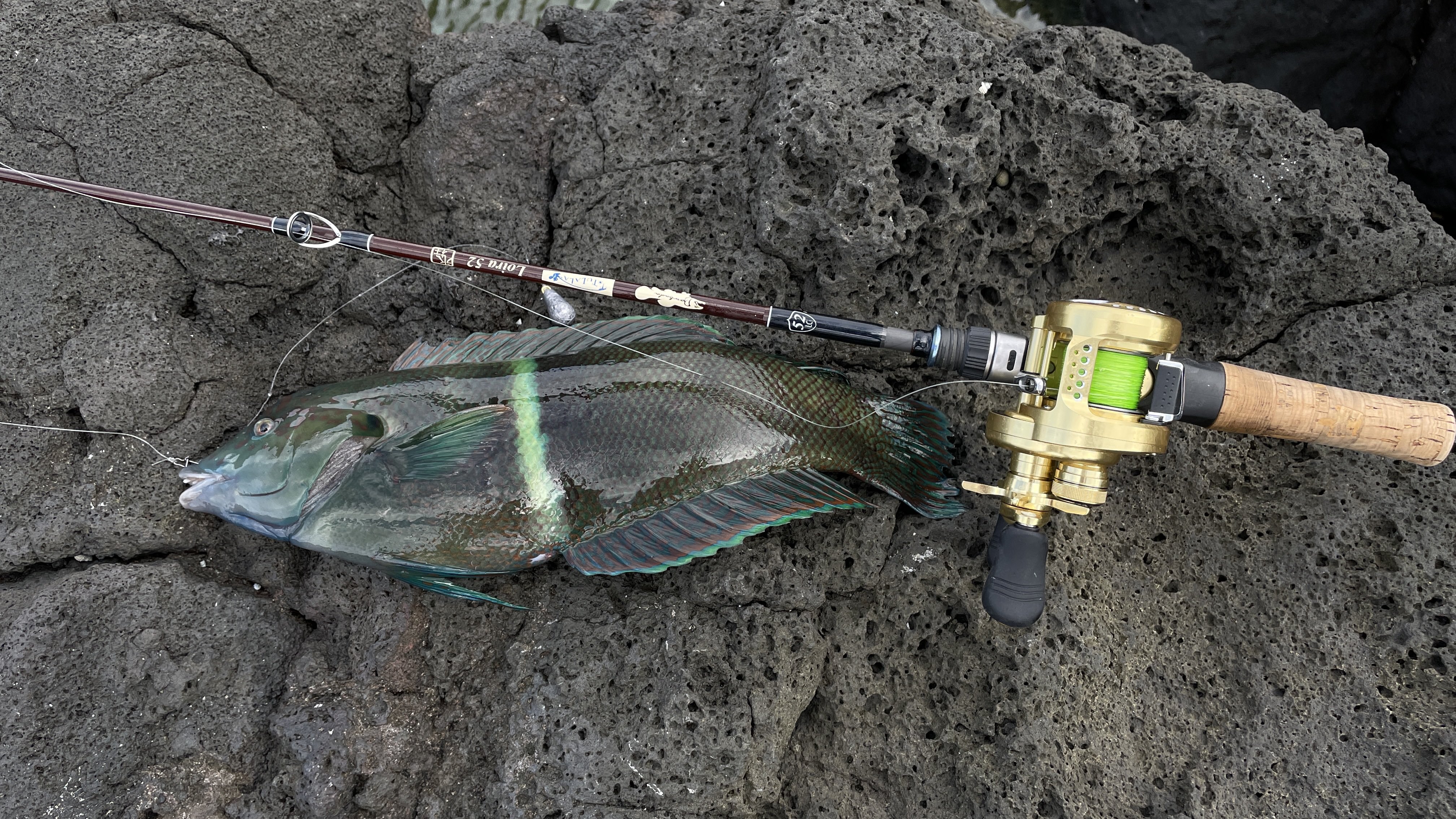 ツララ ボンバダアグア ロイラ52 ボンバダアグア ロイラ52