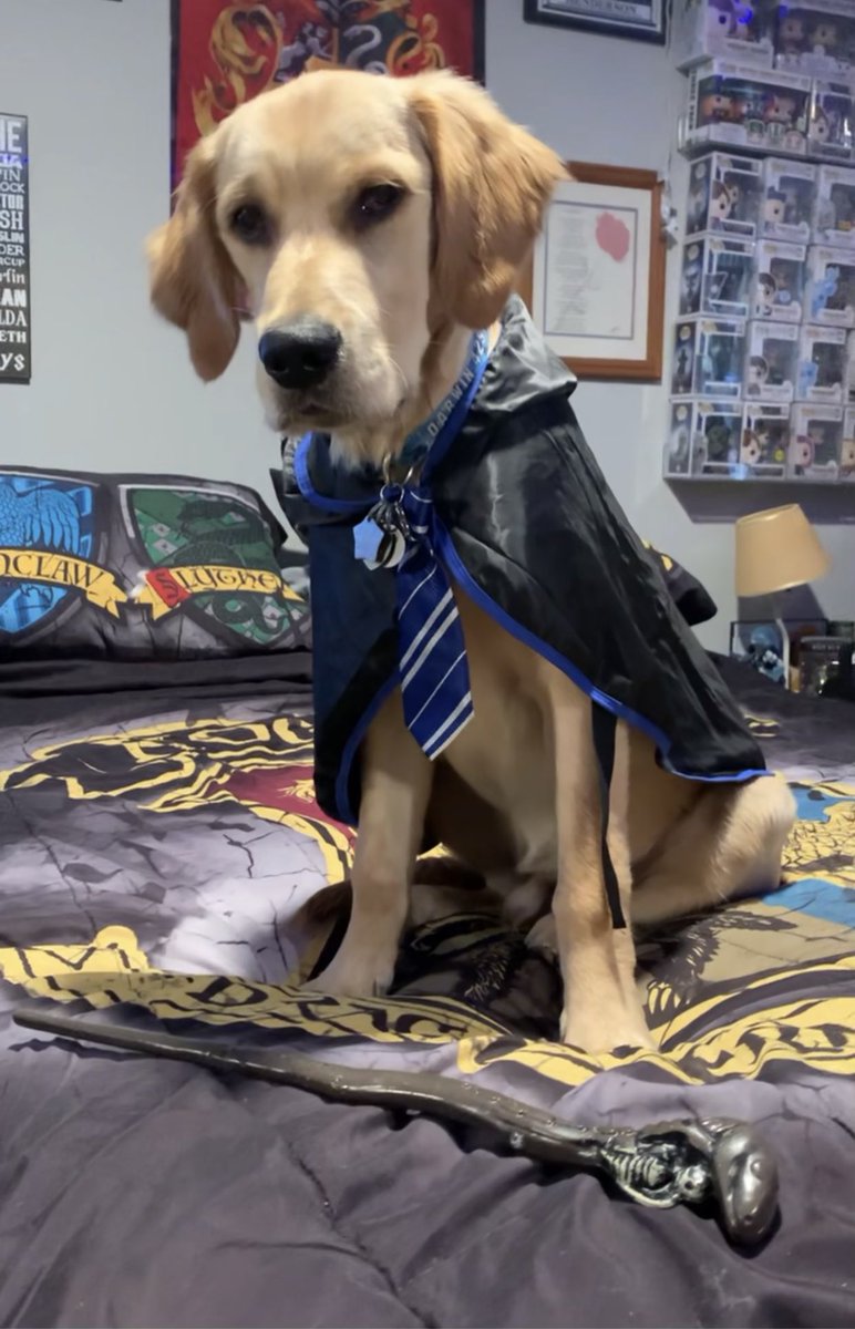 hayposteen's tweet photo. @buitengebieden_ My pup in his Halloween costume. https://t.co/Lfv7vCOCPx