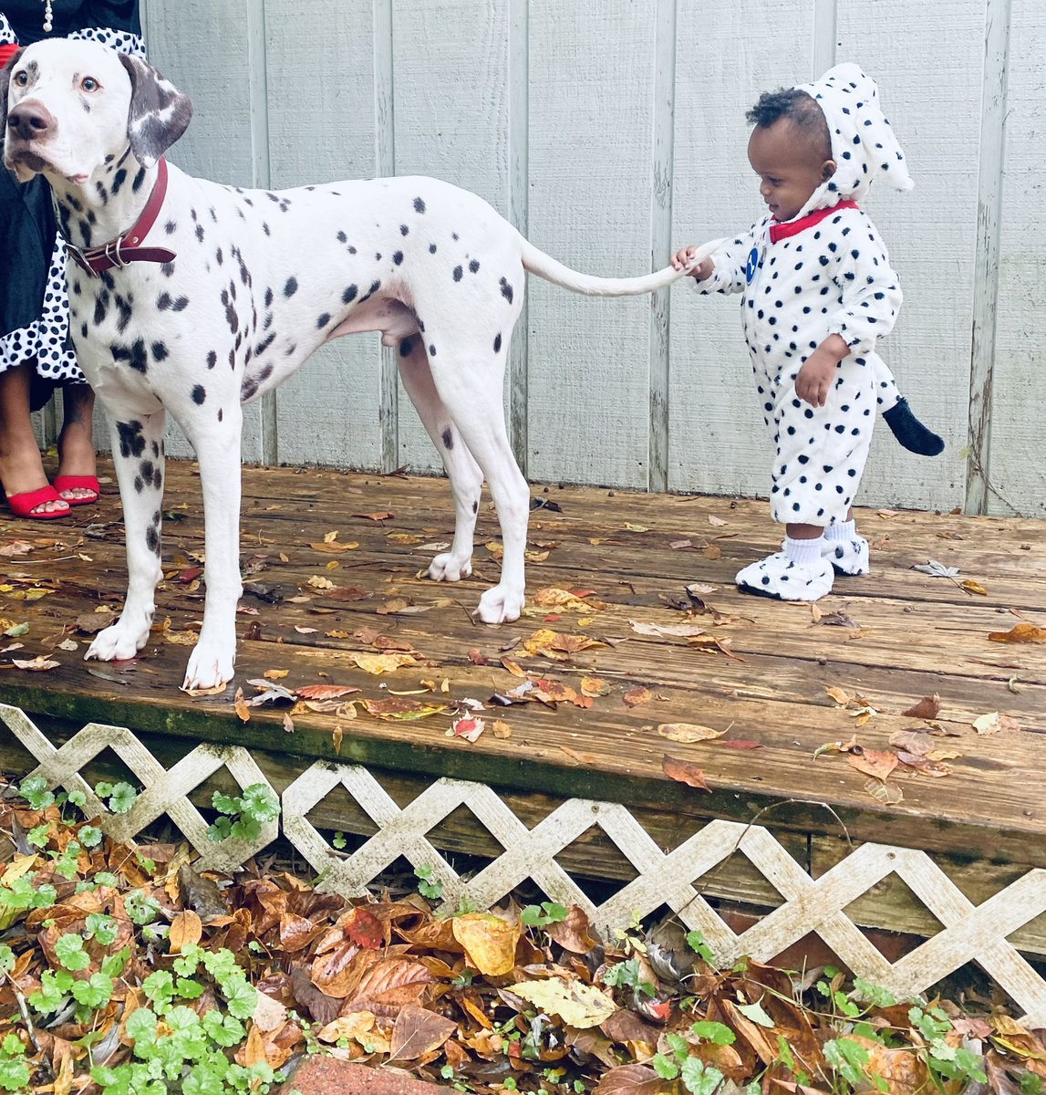 JaleesaHarris_'s tweet photo. My P O N G O 🐾🖤🤍 #HappyHalloween2021 #101dalmatians https://t.co/z5sgLve96I
