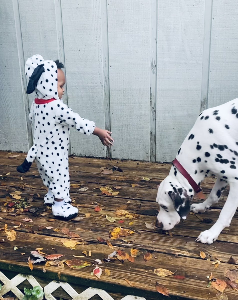 JaleesaHarris_'s tweet photo. My P O N G O 🐾🖤🤍 #HappyHalloween2021 #101dalmatians https://t.co/z5sgLve96I