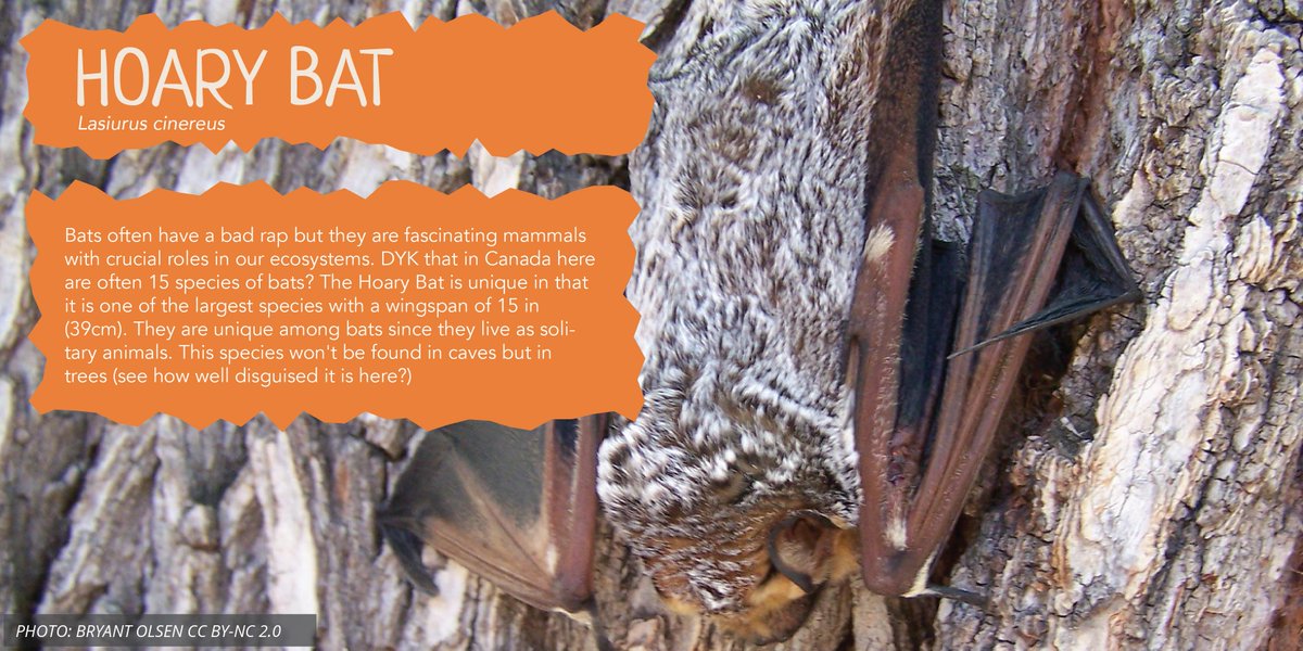 CPAWSNAB's tweet photo. Happy Halloween Folks! This week's #SpeciesSunday may have spooked you in our local parks - meet the Hoary Bat! https://t.co/yaqmELWpVO