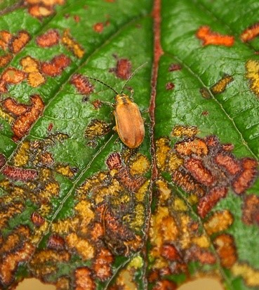 USDA_ARS's tweet image. Haunted houses in Halloween are full of creatures in disguises. These plant eating flea beetles disguise themselves by making similarly shaped holes in leaves of their host plants. Learn more about their clever strategy s.si.edu/2ZhaxPX  #SysEntLab #halloween2021