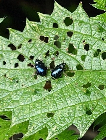 USDA_ARS's tweet image. Haunted houses in Halloween are full of creatures in disguises. These plant eating flea beetles disguise themselves by making similarly shaped holes in leaves of their host plants. Learn more about their clever strategy s.si.edu/2ZhaxPX  #SysEntLab #halloween2021