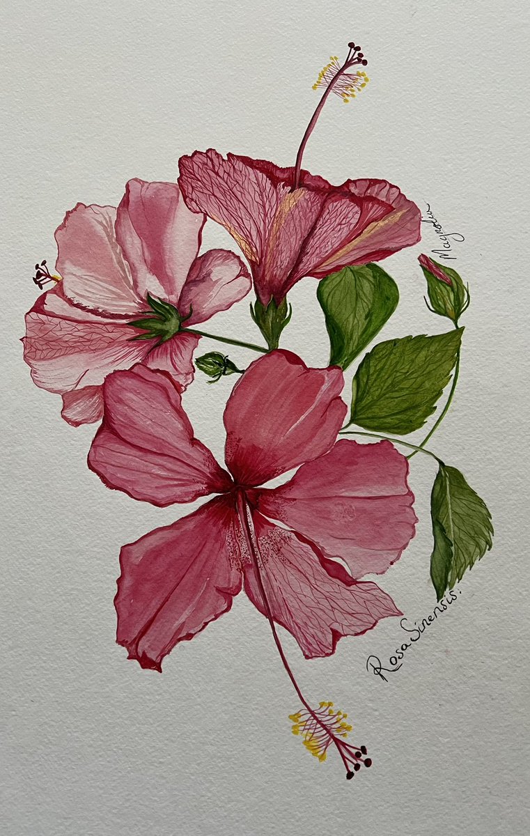 Magnoli23215778's tweet photo. Rosa Sinensis - Hybiscus. #Sundayartist, #Botanicalart, #Art.  👩🏻‍🎨 https://t.co/dSVcGoOAWu