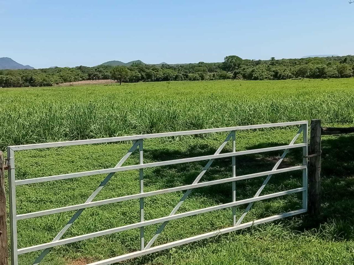 NUTROESTE's tweet photo. Pronto pra fazer uma arroba mais barata nas águas?
.
Vem com a gente! 🎯
.
#somosnutroeste
.
📸 Rorigo Pires
.
#nutroeste #pecuaria #pecuária #pecuariadecorte #gadodecorte #pecuarialucrativa #pasto #pastagem #nutricaoanimal #pecuariaforte https://t.co/7pTpL9mV0J