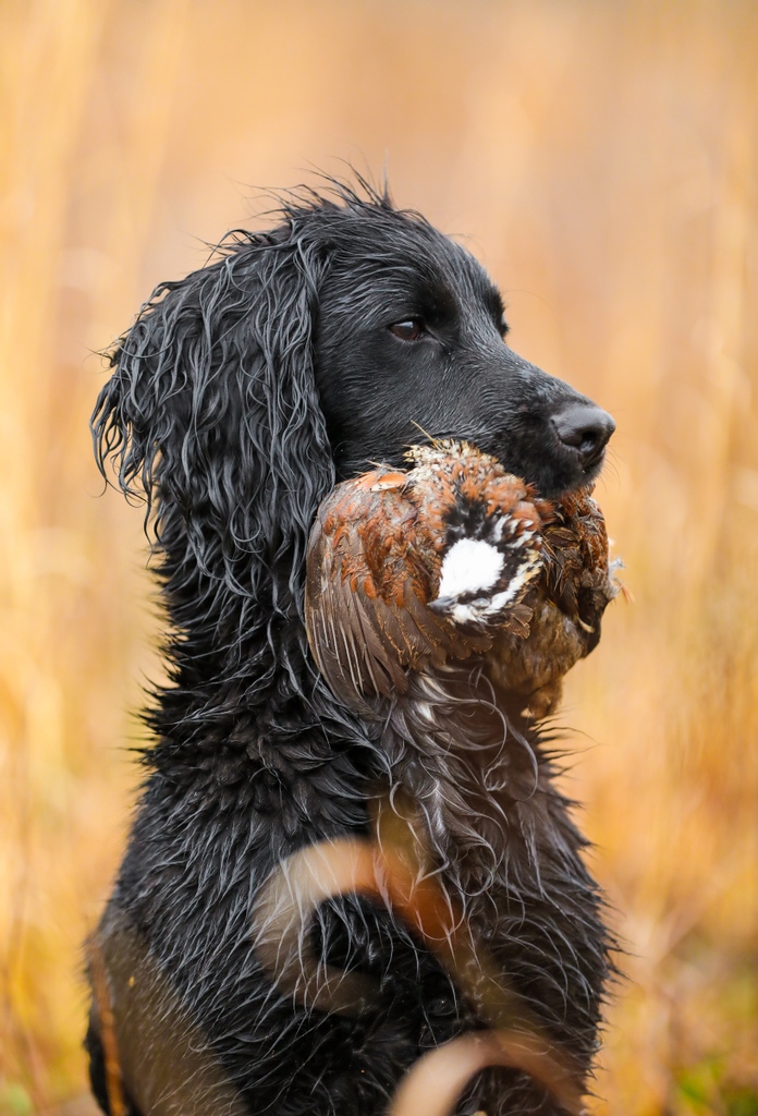 Gunner_Kennels's tweet photo. ECS desire to find game has been utilized in hunting fields for hundreds of years. These compact flushers use their sharp nose and their long ears to find and trap the scent of their winged prey... or their favorite snacks.
📸 Ryglen Gundogs
#GunnerDogs https://t.co/ZEDFwZkcE3 https://t.co/omKrO3gawl