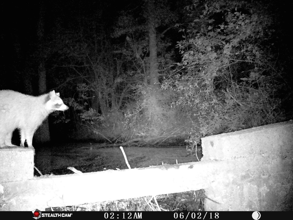 KettleCreekCA's tweet image. Happy Halloween! Check out these spooky visitors to KCCA properties. 😱🎃👻

#happyhalloween