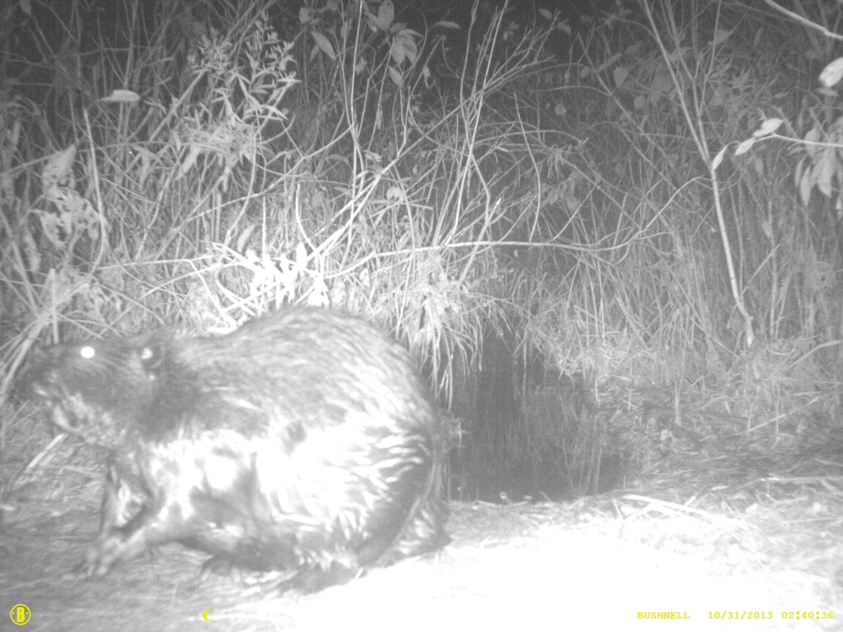 KettleCreekCA's tweet image. Happy Halloween! Check out these spooky visitors to KCCA properties. 😱🎃👻

#happyhalloween