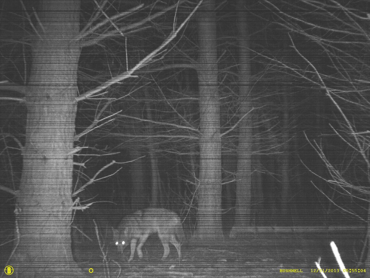 KettleCreekCA's tweet image. Happy Halloween! Check out these spooky visitors to KCCA properties. 😱🎃👻

#happyhalloween