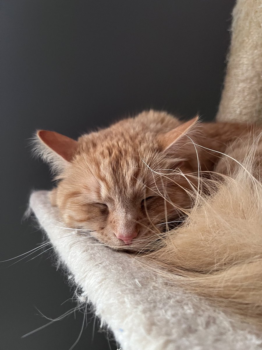 asullyyyy's tweet photo. But also look at my Kitty https://t.co/fFFcyrVFlg