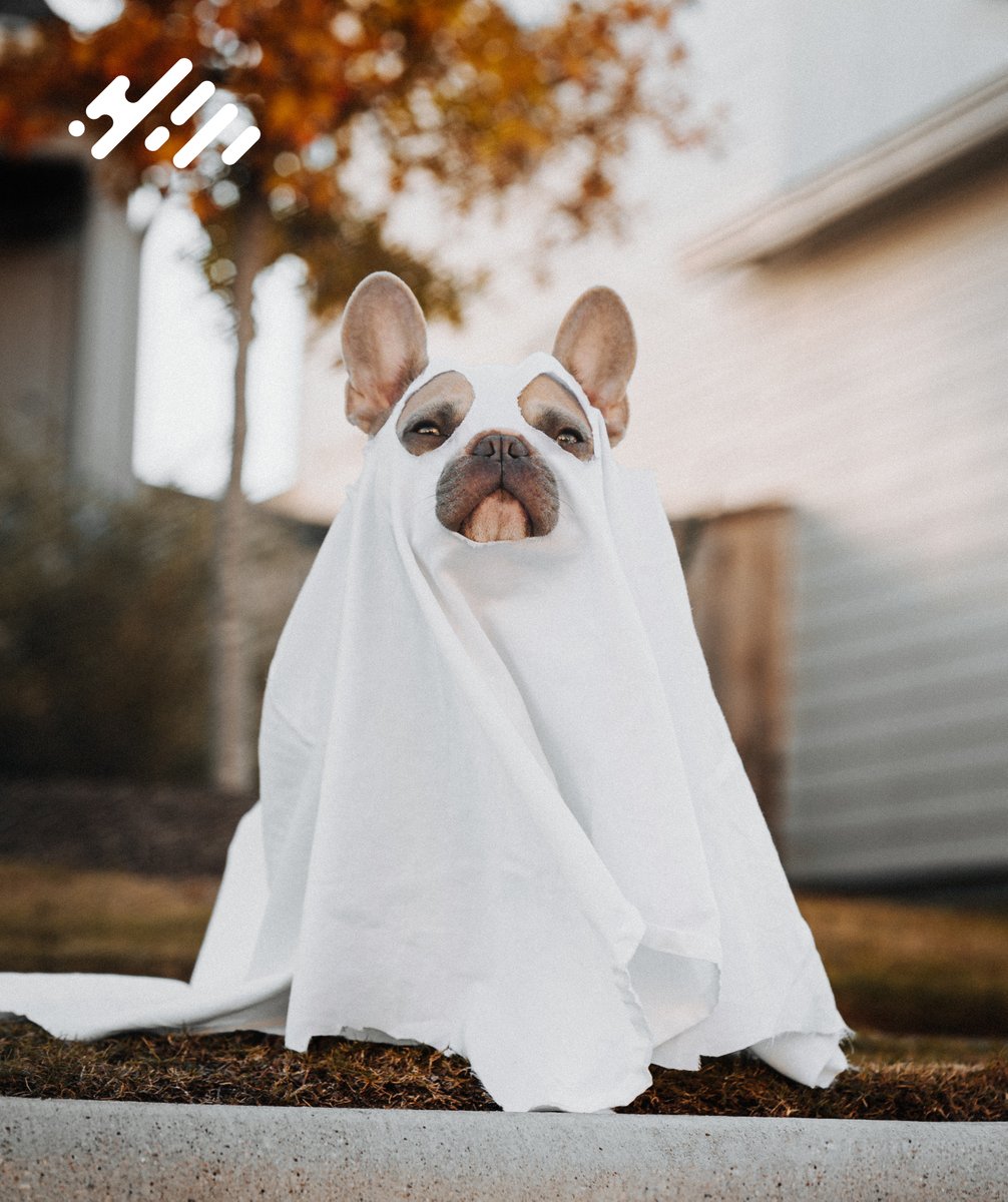 bluefcu's tweet photo. Happy Halloween from all of us at Blue! We hope you have a safe and fun holiday!
#blueisbest #blueit #booit https://t.co/be7QdVnV7s